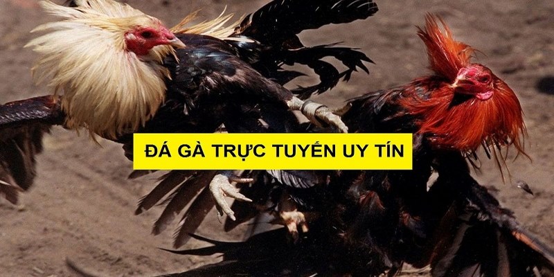 Tại sao nên theo dõi đá gà trực tiếp C3